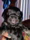 Mixed Puppies for sale in Lake Placid, FL 33852, USA. price: $300