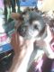 Mixed Puppies for sale in Ashland, OH 44805, USA. price: $75