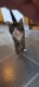 Mixed Cats for sale in Live Oak Blvd, Live Oak, CA, USA. price: NA