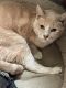 Mixed Cats for sale in Dayville, Killingly, CT 06241, USA. price: $50