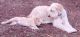 Mixed Puppies for sale in Texarkana, TX, USA. price: NA