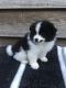 Mixed Puppies for sale in Columbia, MS 39429, USA. price: $400