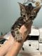 Mixed Cats for sale in Fort White, FL 32038, USA. price: NA