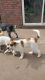 Mixed Puppies for sale in Moore, OK, USA. price: NA