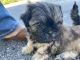 Mixed Puppies for sale in Lake Placid, FL 33852, USA. price: $400