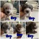 Mixed Puppies for sale in Philadelphia, PA, USA. price: NA