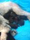Mixed Puppies for sale in Marion, KY 42064, USA. price: NA