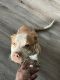 Mixed Puppies for sale in Bellevue, WA, USA. price: $600