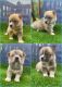 Mixed Puppies for sale in Cary, NC, USA. price: NA