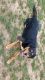 Mixed Puppies for sale in Mt Pleasant Mills, PA 17853, USA. price: NA