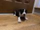 Mixed Puppies for sale in Westland, MI, USA. price: NA