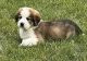 Mixed Puppies for sale in Springfield, OH, USA. price: NA