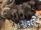 Mixed Puppies for sale in Okeechobee, FL, USA. price: $600