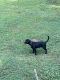 Mixed Puppies for sale in Conyers, GA, USA. price: $400