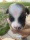 Mixed Puppies for sale in Milwaukee, WI, USA. price: $650