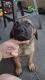 Mixed Puppies for sale in Connellsville, PA 15425, USA. price: NA