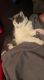 Mixed Cats for sale in Hinesville, GA 31313, USA. price: $50