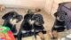 Mixed Puppies for sale in Mesa, AZ, USA. price: $200
