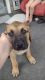 Mixed Puppies for sale in Connellsville, PA 15425, USA. price: NA