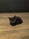 Mixed Cats for sale in Lorain, OH 44052, USA. price: NA