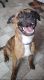 Mixed Puppies for sale in Sarver, PA 16055, USA. price: NA