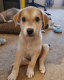 Mixed Puppies for sale in Gilbert, AZ 85295, USA. price: NA