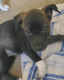 Mixed Puppies for sale in Gilbert, AZ 85295, USA. price: $125