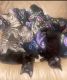 Mixed Cats for sale in Elizabethton, TN, USA. price: NA