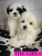 Mixed Puppies for sale in Norcross, GA, USA. price: NA