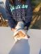 Mixed Puppies for sale in Kennewick, WA, USA. price: $250