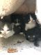 Mixed Cats for sale in West Nyack, NY 10994, USA. price: $1,600