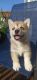 Mixed Puppies for sale in Cary, NC, USA. price: $200