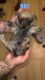 Mixed Puppies for sale in Richland, WA, USA. price: $300