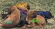 Mixed Puppies for sale in York County, PA, USA. price: NA