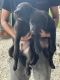 Mixed Puppies for sale in Stantonsburg, NC 27883, USA. price: NA