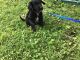 Mixed Puppies for sale in Ligonier, IN 46767, USA. price: NA