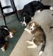 Mixed Puppies for sale in Springfield, OH, USA. price: $250