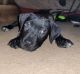 Mixed Puppies for sale in McDonough, GA 30253, USA. price: NA