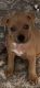 Mixed Puppies for sale in Zephyrhills, FL, USA. price: $250