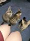 Mixed Cats for sale in Riverside, CA, USA. price: $40