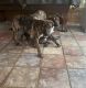 Mixed Puppies for sale in MONTGOMRY VLG, MD 20877, USA. price: NA
