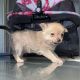 Mixed Puppies for sale in Milwaukee, WI, USA. price: NA