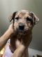 Mixed Puppies for sale in Bellingham, WA, USA. price: $200