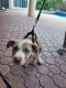 Mixed Puppies for sale in Fort Lauderdale, FL 33319, USA. price: NA