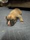 Mixed Puppies for sale in Reno, NV, USA. price: NA
