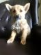 Mixed Puppies for sale in Howard City, MI 49329, USA. price: NA