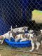 Mixed Puppies for sale in Suncook, NH 03275, USA. price: $500