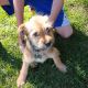 Mixed Puppies for sale in Parker, ID 83438, USA. price: NA