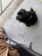 Mixed Puppies for sale in 2937 Longboat Key Way, Sacramento, CA 95835, USA. price: NA