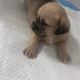 Mixed Puppies for sale in 730 W Bagnall St, Glendora, CA 91740, USA. price: NA